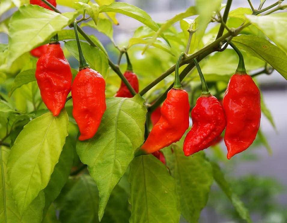 Chilipepers-bhut-jolokia